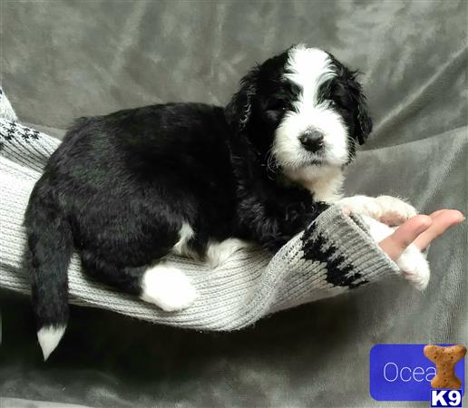 ThatLuckyDog Picture 3